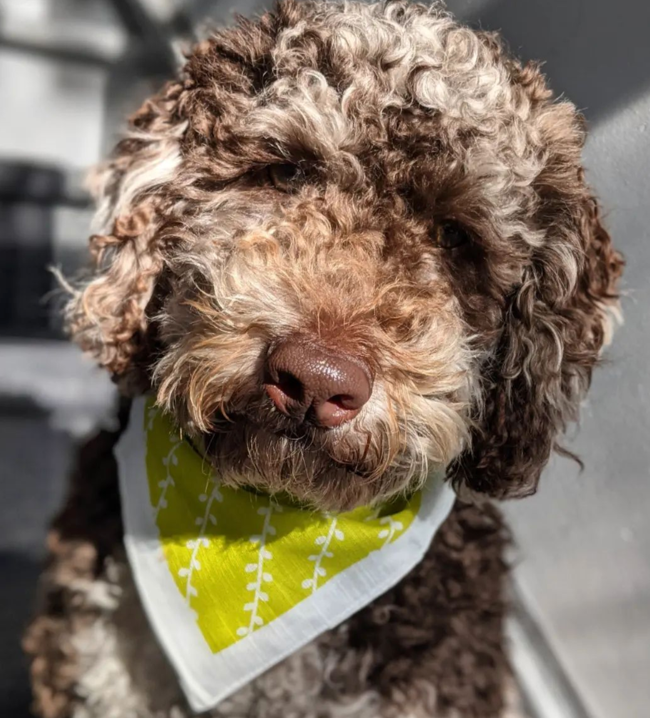 Brown Dog with handkerchief